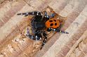 Eresus_sandaliatus_D3035_Z_85_NP De Hoge Veluwe_Nederland
